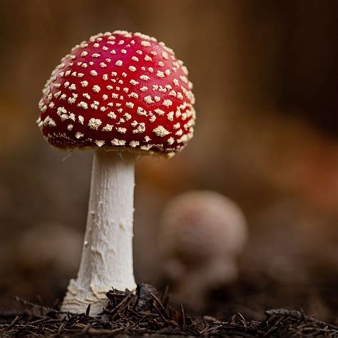 The Interactions between Magic Carpet Mushrooms and other Organisms